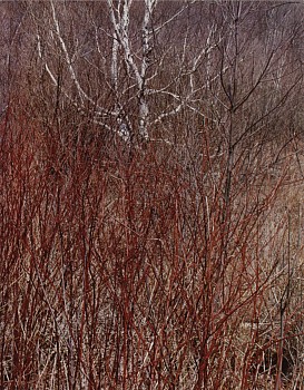 porter.redosier.inwildness.best