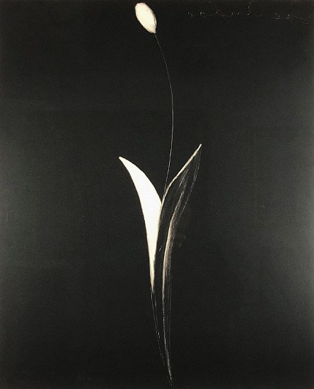 Joe Andoe, Untitled (Tulip)
1992, Monotype