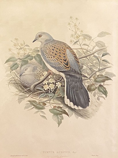 Gould & Richter, Turtur Auritus (Turtle Doves)
Color Lithograph