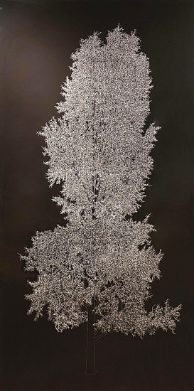 Andrew Millner, Brown Cottonwood
2005, Lightjet Print Mounted on UV Plex