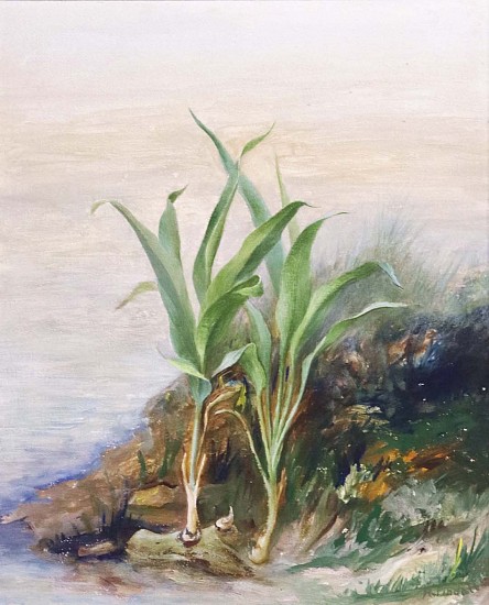 Robert E. Tindall, Onions, Tri-Plant
Acrylic on Board