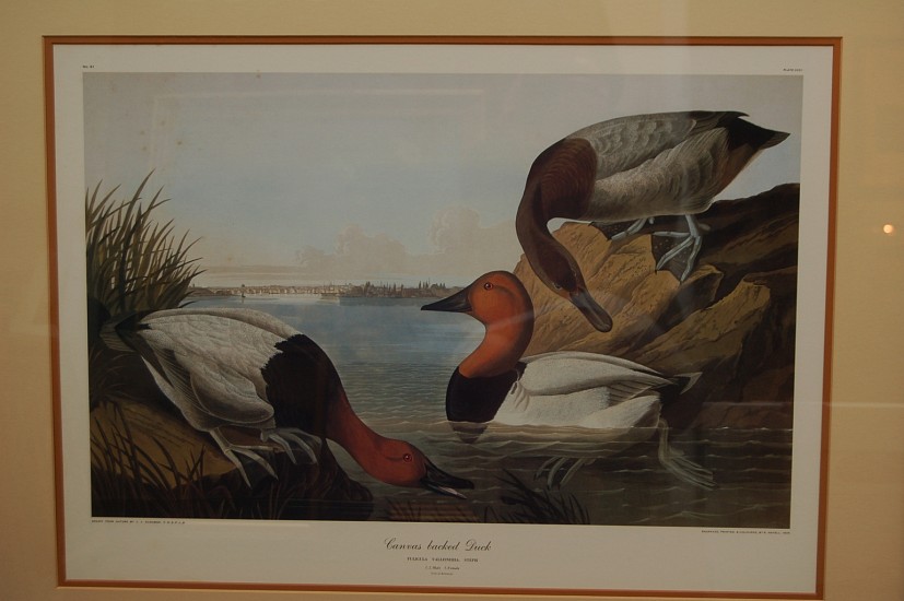 John James Audubon, Canvas Backed Duck
Color Lithograph
