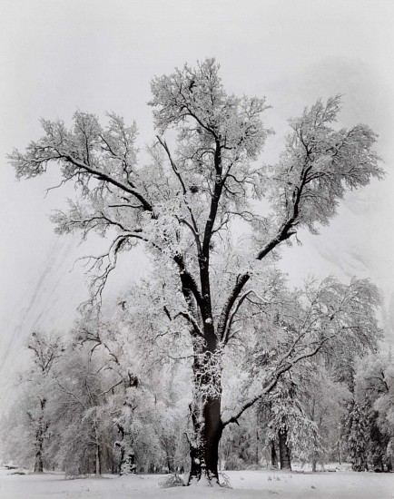 Ansel  Adams, Oak Tree, Snow Storm, Yosemite
1948, Silver Gelatin Print