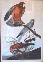 AUDUBON.MARSHHAWKS.small