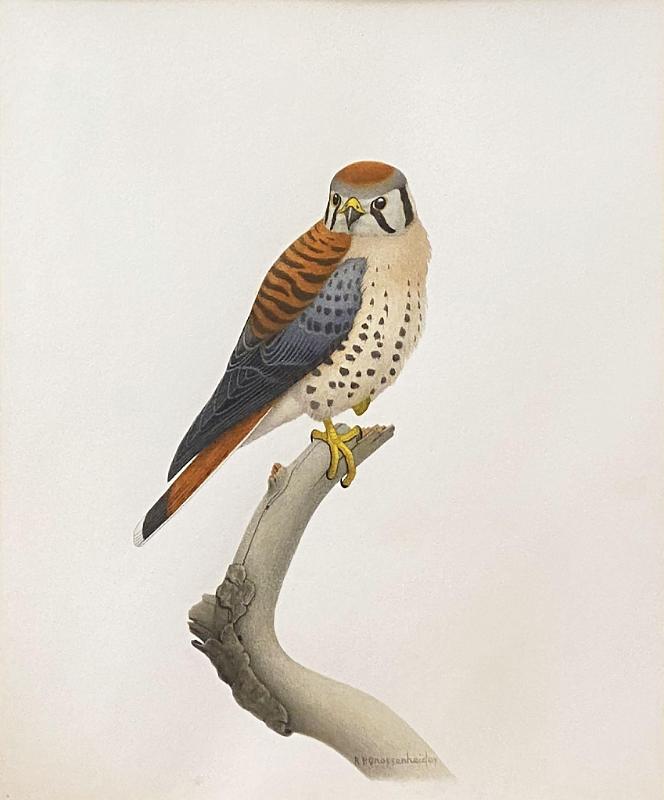 American Kestrel (Sparrow Hawk)
