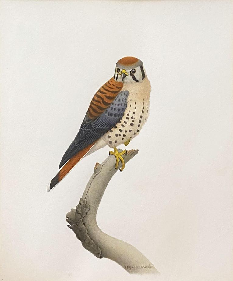 American Kestrel (Sparrow Hawk)
