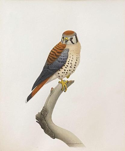 American Kestrel (Sparrow Hawk)