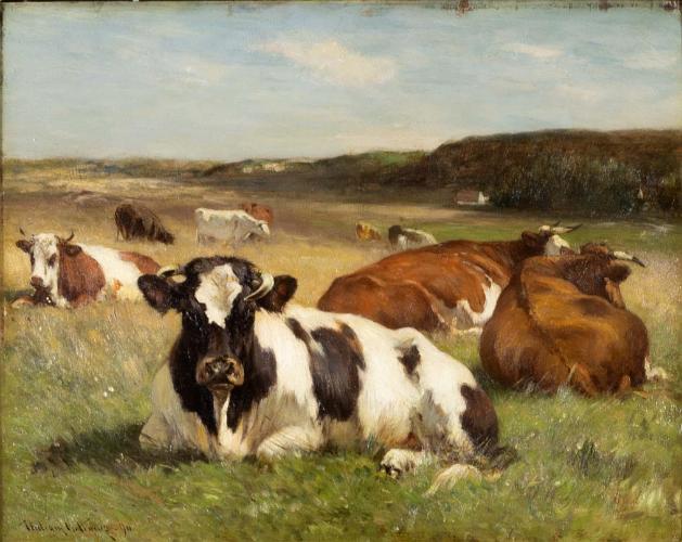 Resting Cows