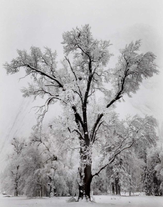 Oak Tree, Snow Storm, Yosemite