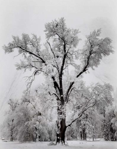 Oak Tree, Snow Storm, Yosemite