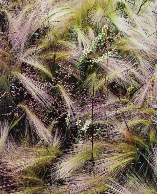 Foxtail Grass