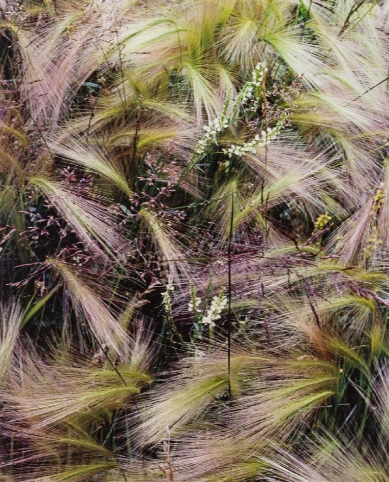 Foxtail Grass
