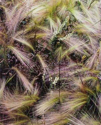 Foxtail Grass