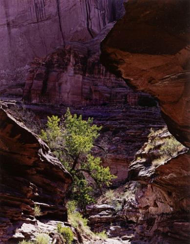 Coyote Gulch