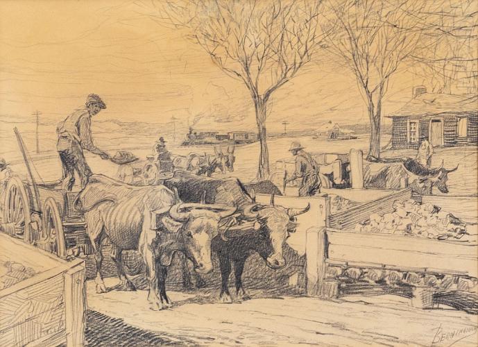 Oxen, Unloading to Tiff Bins (Mining Operations)