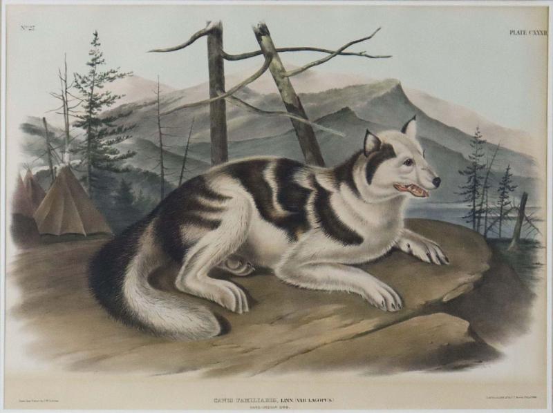 James  Woodhouse Audubon