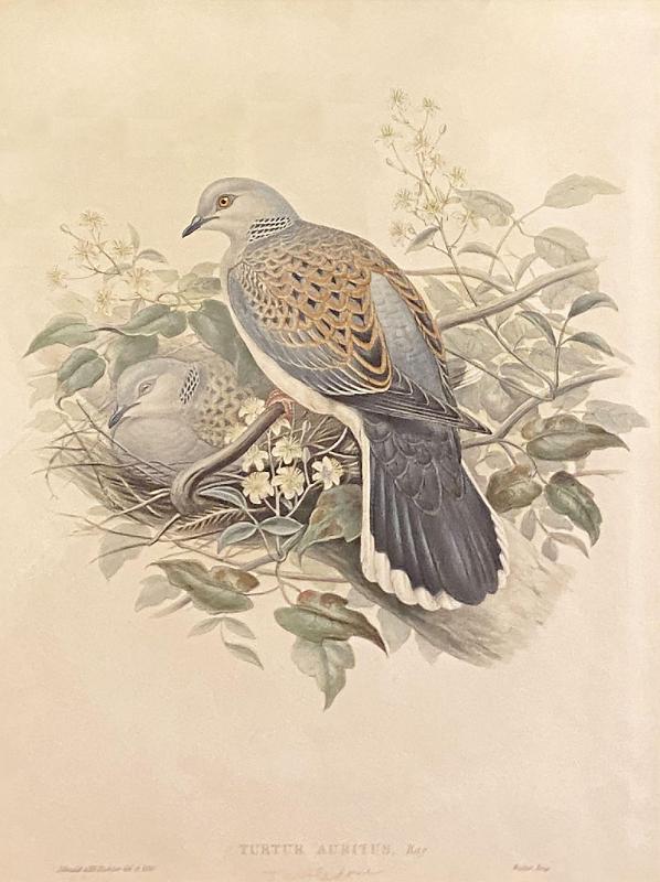 Turtur Auritus (Turtle Doves)