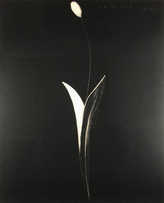 Untitled (Tulip)