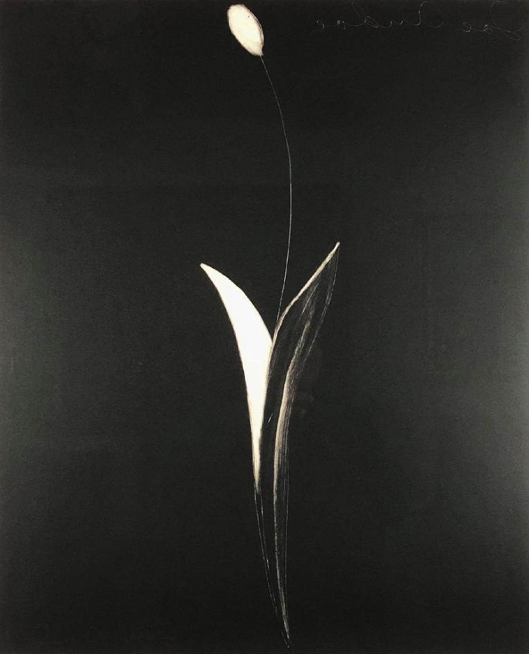 Untitled (Tulip)
