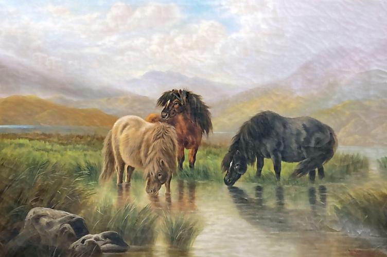 Highland Ponies
