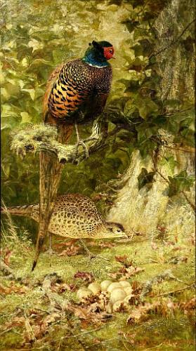 Pheasants