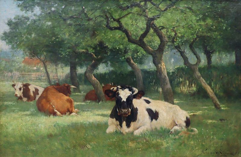 Cows Lying in the Shade
