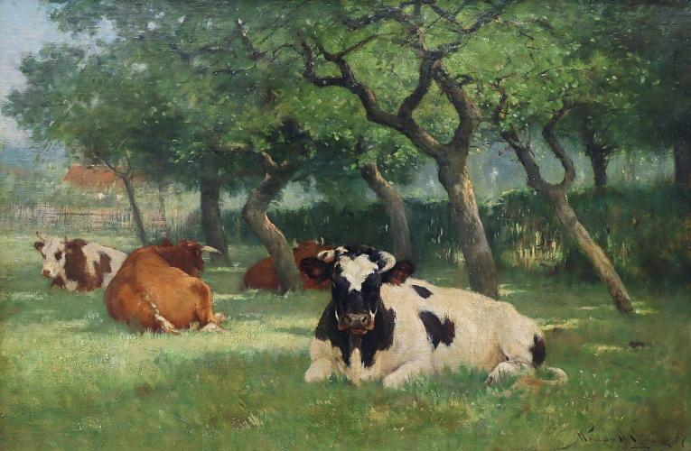 Cows Lying in the Shade